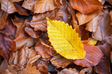 Blatt in Herbstfarben einer Hainbuche (Carpinus betulus)