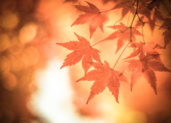 autumn leaves, very shallow focus