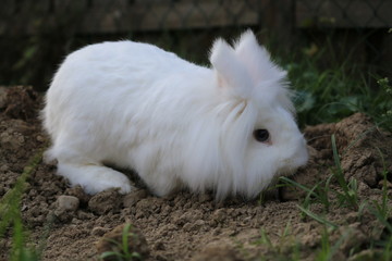 Löwenkopf Kaninchen weiss