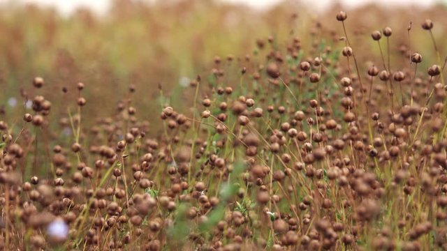 Common flax or linseed (Linum usitatissimum) capsules ripening in cultivated field