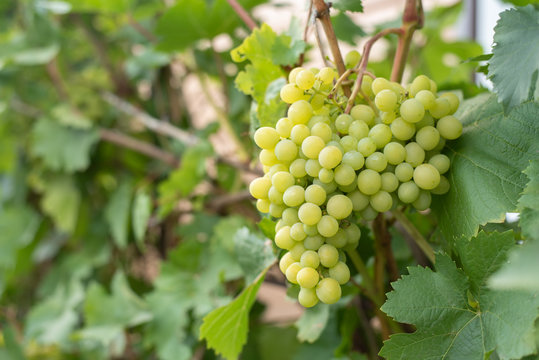 Large cluster of ripe green grapes on a branch in a garden with the copy of space.