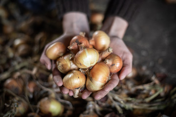 Unpeeled onion in a dirty women's the hands of the gardener. Organic vegetables.Crop of vegetables.