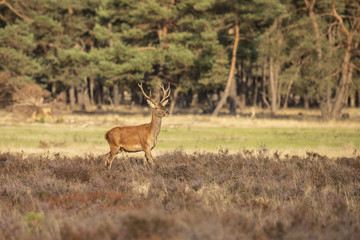 Deer, Red Deer
