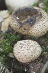 Common earthball mushroom