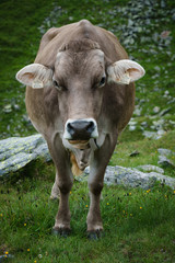 Naklejka na ściany i meble Kuh auf einer Weide in den Bergen