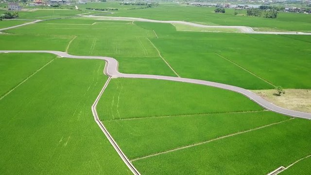 Top view fly over rice field