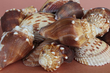 group of sea shells laying on a brown background