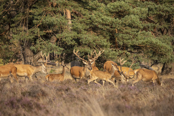 Deer, Red Deer