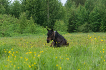 Horse at grass