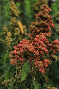 Quinoa Plant