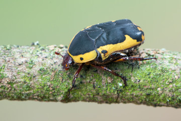 scarab beetle - Pachnoda flaviventris