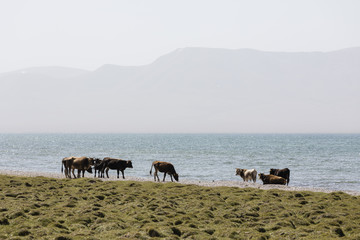 A herd of cows stands on the bank of Song Kul Lake in Kyrgyzstan
