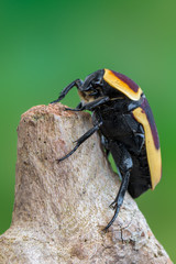 scarab beetle - Pachnoda marginata peregrina