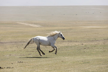 Obraz na płótnie Canvas A horse gallops across the steppe at Song Kul Lake in Kyrgyzstan