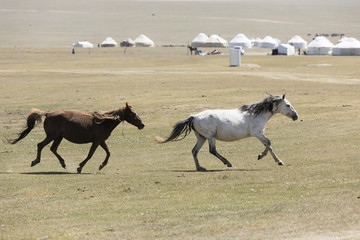 Two horses gallop across the steppe at Song Kul Lake in Kyrgyzstan