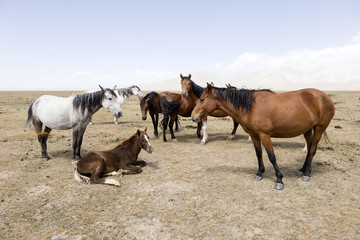 Fototapeta premium A herd of horses at Song Kul Lake in Kyrgyzstan