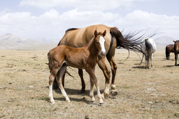 Obraz na płótnie Canvas A herd of horses at Song Kul Lake in Kyrgyzstan