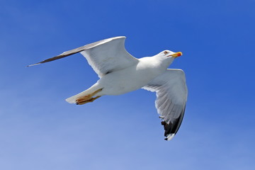 Larus michahellis. Beautiful Seagull on blue sky background