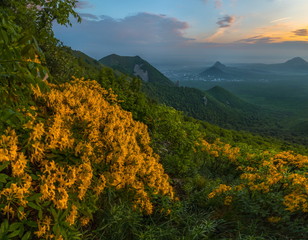 Summer dawn with yellow flowers. Rhododendron yellow in the mountains. Blossoming rhododendron on Mount Beshtau.