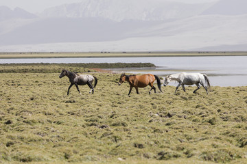 Three horses run from Song Kul lake in Kyrgyzstan towards Steppe
