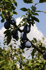 Fruits of ripe prunes on a branch