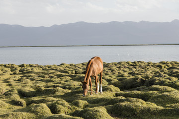 A horse grazes at Song Kul Lake in Kyrgyzstan in the magic evening light