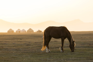 Fototapeta na wymiar A horse grazes in front of a Yurt settlement near Song Kul Lake in Kyrgyzstan at sunset