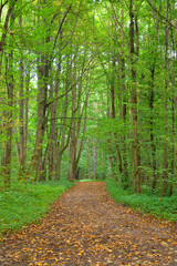 Road in deciduous forest at september.