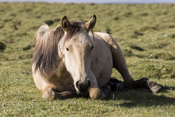 Fototapeta premium A horse rests in the steppe at Song Kul Lake in Kyrgyzstan