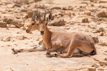 Nice view of Nubian ibex goat