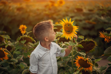 Happy cute boy on the field of sunflowers in summer sunset.