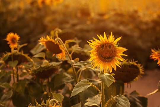 Closeup sunflower smiling om sunflower field on sunset summer.