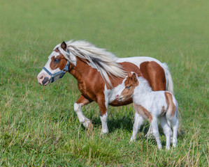 Naklejka na ściany i meble American Miniature Horse. Skewbald mare and foal in meadow.