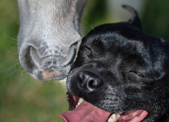American Miniature Horse. Foal and Staffy dog communicating.