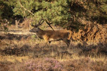Deer, Red Deer