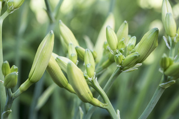 Obraz premium Green Lily buds background