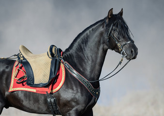 Portrait closeup of black Spanish horse with portudal saddle.