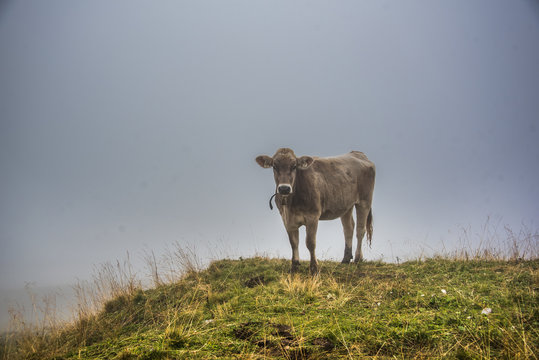 Kuh in den Bergen