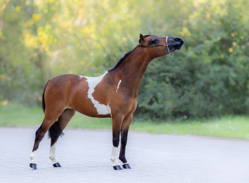 Full body portrait of skewbald Miniature Horse.