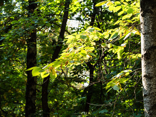 twigs illuminated by sun in forest in autumn