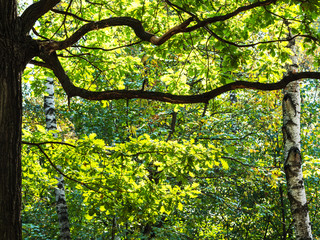 oak branch and birch trees in forest in autumn