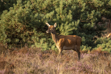 Deer, Red Deer