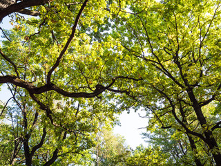 bottom view of branches of oak grove in forest