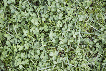 Green leaves foliage pattern, nature picture