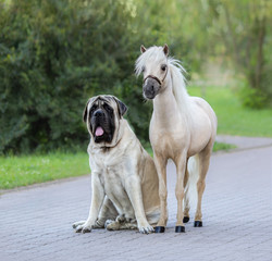 American Miniature horse standing next to Mastiff dog.