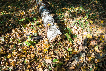 old fallen birch tree on leaf litter in forest