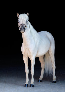 Palomino American Miniature Horse. Isolated on black background.