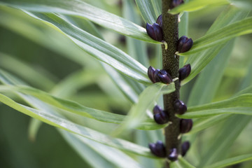 Obraz premium Green foliage of lilac, close up and macro leaves photo, botanic background