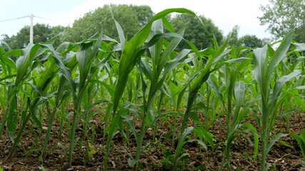 young corn seedlings in field