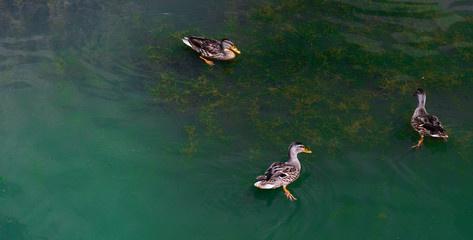 Three ducks on a lake in summer